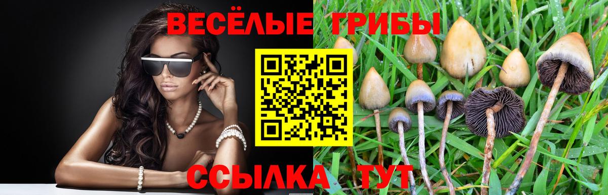 Ачхой-Мартан  Псилоцибиновые грибы MAGIC MUSHROOMS  Вход с VPN  Псилоцибиновые грибы GOLDEN TEACHER 